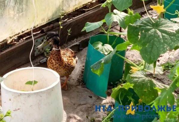 Женщина спасла раненого селезня на&nbsp;Бору