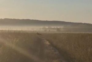 Прогулку молодого лося по полю засняли на видео в Воротынском округе