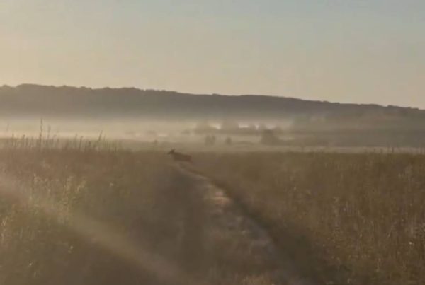 Прогулку молодого лося по полю засняли на видео в Воротынском округе