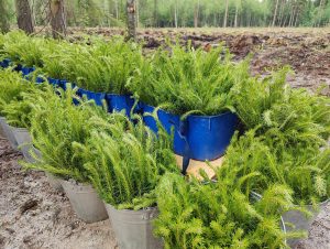 В Нижегородской области высадили более 8,5 млн сеянцев весной