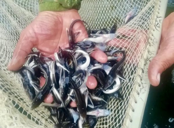 В Нижегородской области выпустят более 4 млн мальков рыбы