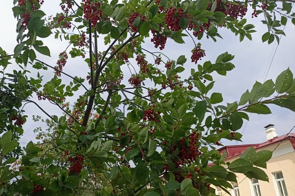 Врач Соломатина предупредила о вреде растущих в городах у подъездов ягод