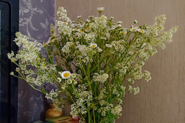 Нижегородцам напомнили, какие полевые цветы категорически нельзя ставить в&nbsp;вазу