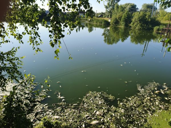 Массовую гибель рыбы зафиксировали в озере Ягодное в Кстовском районе