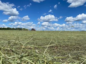 В Нижегородской области заготовили более половины сена