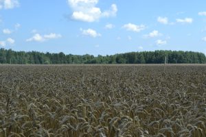 Новые сорта пшеницы представили в Городецком округе