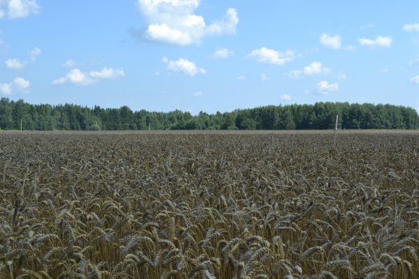 Новые сорта пшеницы представили в Городецком округе
