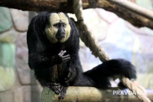 Белолицый саки, бурые капуцины и паукообразные обезьяны: необычные приматы поселились в Нижнем Новгороде