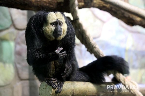 Белолицый саки, бурые капуцины и паукообразные обезьяны: необычные приматы поселились в Нижнем Новгороде