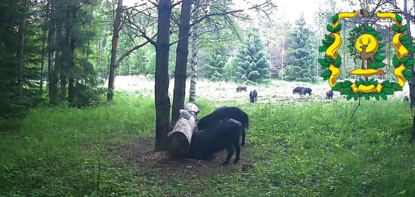 Кабанов засняли на подкормочной площадке в Тоншаевском округе