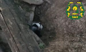 Барсука засняли в Воротынском округе