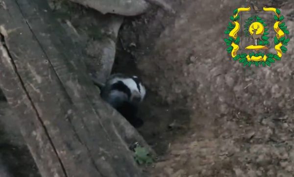Барсука засняли в Воротынском округе