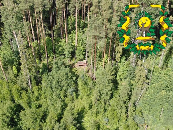 Беспилотник выявил незаконную рубку в Шарангском лесничестве