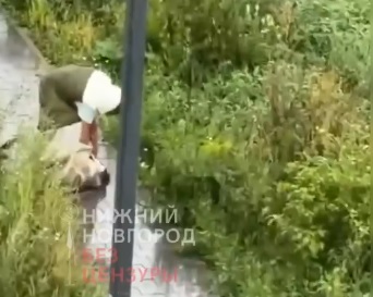 Нижегородская полиция проверяет информацию об избиении собаки ее хозяином