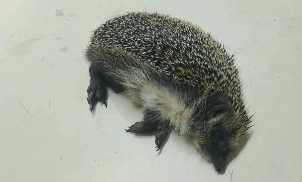 В Сосновском отдыхающие спасли ежика, который запутался в&nbsp;леске