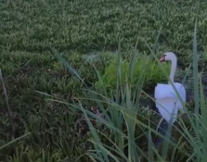 В Балахнинском округе спасли заблудившегося лебедя