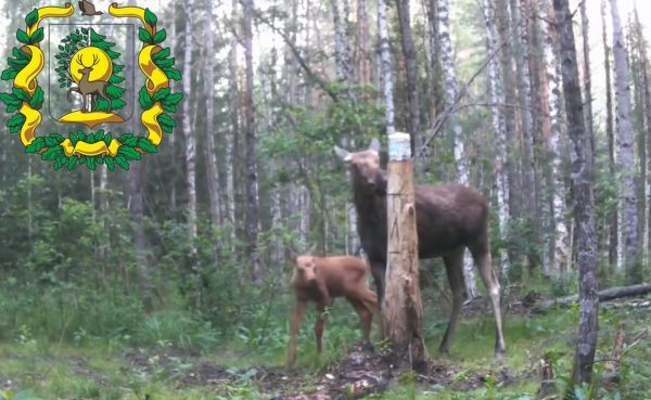 Семью лосей сняли на скрытую камеру в лесах Выксунского района