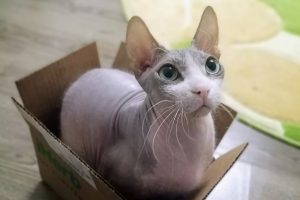 Ветеринар Смирнов рассказал, какие продукты на столе могут навредить кошкам