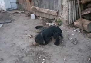 Домашних собак, живущих в диких условиях на цепи, обнаружили в Нижнем Новгороде