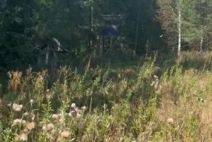 Прогулку семейства кабанов сняли на видео в Арзамасском районе