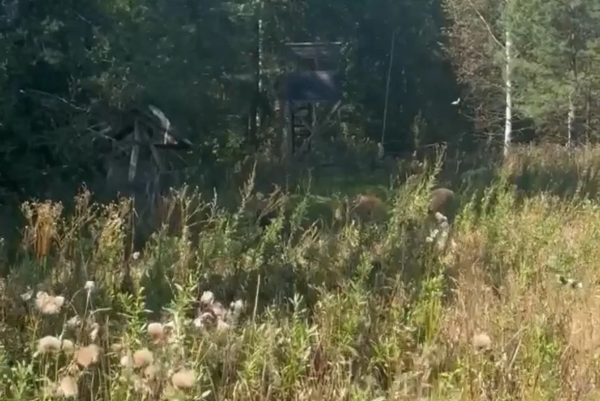 Прогулку семейства кабанов сняли на видео в Арзамасском районе