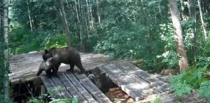Фотоловушка сняла медведицу, ведущую воспитательную беседу с тремя детенышами