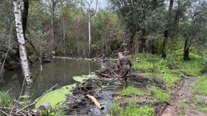 За пять лет число бобров в Нижегородской области выросло почти на 2 тысячи