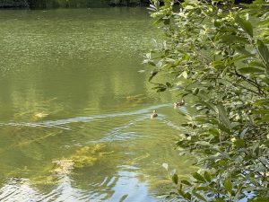 В Нижегородской области 15 августа открывается сезон охоты