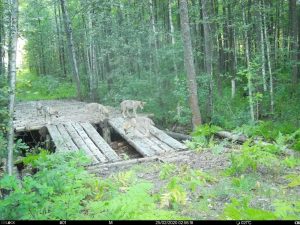 Играющих волчат засняла фотоловушка в Керженском заповеднике