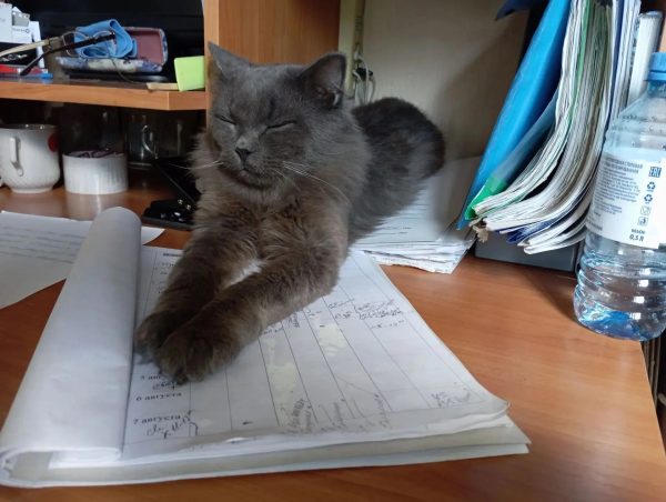 Кот Степан осваивается в Керженском заповеднике