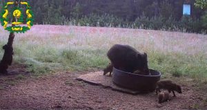 Фотоловушка в Городецком округе сняла кабаниху с поросятами за обедом