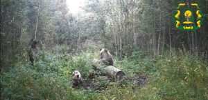 В объектив фотоловушки в Тоншаевском округе попало медвежье семейство