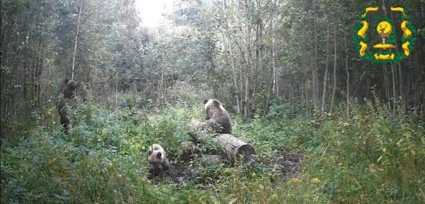 В объектив фотоловушки в Тоншаевском округе попало медвежье семейство