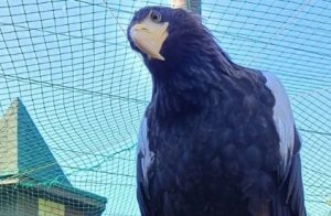 Раненый краснокнижный орлан останется жить в нижегородском зоопарке