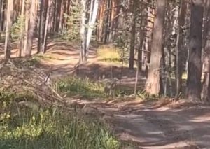 Парочку серых журавлей встретил охотинспектор в Балахнинском районе