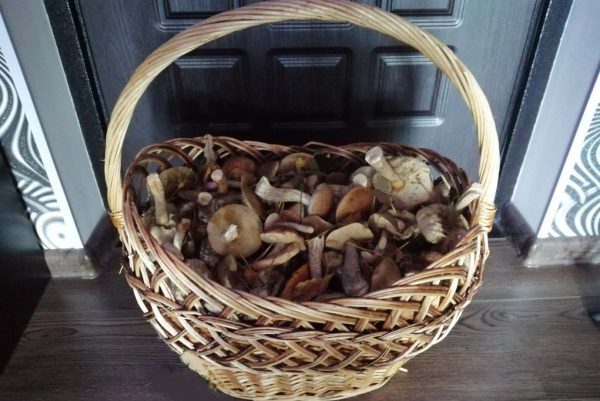 Миколог Комиссаров объяснил, почему грибы лучше не собирать в&nbsp;пакет