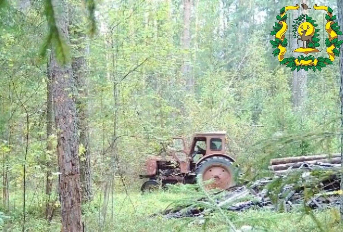 Фотоловушка сняла нарушителей, незаконно вырубающих лес, в Арзамасском округе