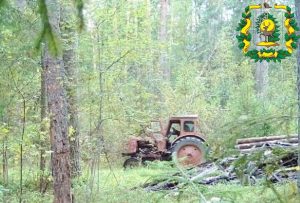 Фотоловушка сняла нарушителей, незаконно вырубающих лес, в Арзамасском округе