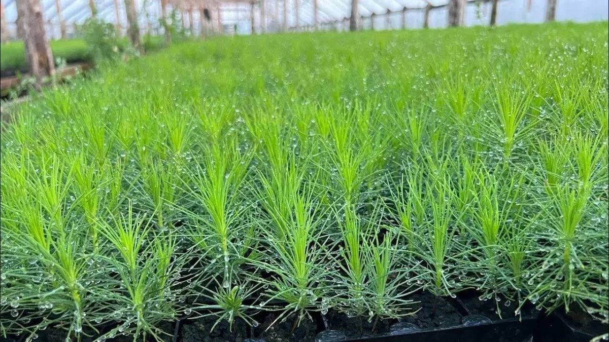 Плошадь нижегородских лесов увеличится на 334 гектара