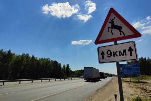 Нижегородский Минлесхоз предупредил о рисках на дорогах в гон лосей