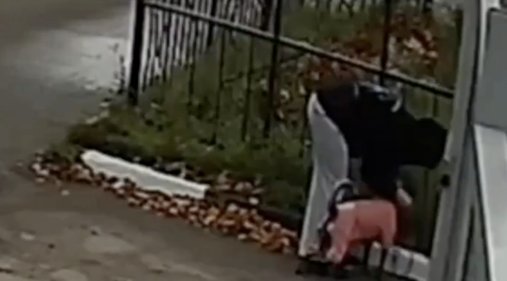 Нижегородка бросила у приюта домашнюю собаку