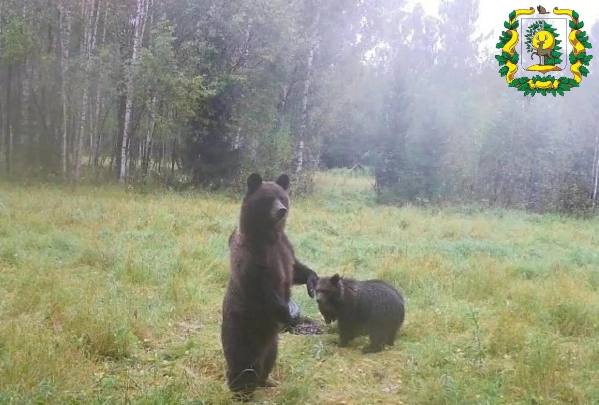 Медведица с медвежатами попала в объектив фотоловушки в Сокольском округе