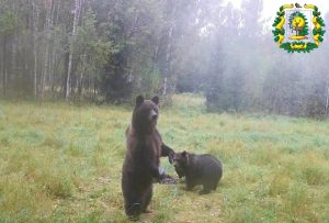Медведица с медвежатами попала в объектив фотоловушки в Сокольском округе