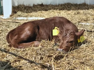 В Нижегородской области планируют возродить уникальную красную горбатовскую породу коров