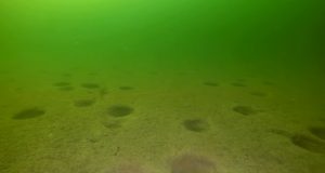 На дне затопленного карьера в Нижегородской области обнаружили «лунную поверхность»