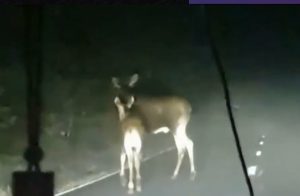 Двух лосей заметили на трассе в районе Керженского заповедника
