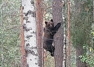 В Керженском заповеднике инспектор сфотографировал любопытного медведя