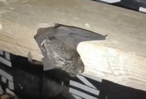 Охотинспектор в Варнавинском округе снял на видео летучую мышь из Красной книги