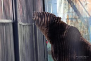 В Нижегородской области не регистрировали случаи нападений медведей на&nbsp;людей