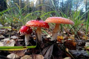 Биолог Сафонов объяснил, почему не стоит ходить за грибами в&nbsp;дождь